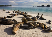 Galapagos sea lions