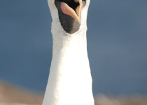 Nazca Booby
