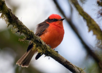 Galapagos Vermillion Flycatcher
