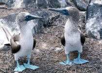 Blue-footed Boobies