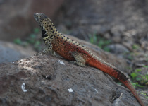 Lava Lizard