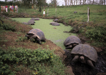 Giant Tortoise