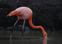 Greater Flamingo