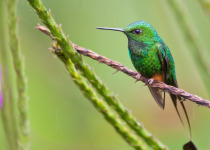 Booted Racket-tail