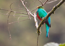 Golden-headed Quetzal