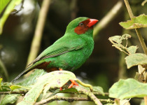 Grass Green Tanager