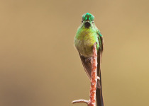 Long-tailed Sylph