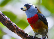 Toucan Barbet