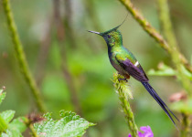 Wire-crested Thorntail