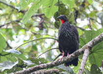 Andean Guan