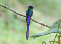 Long-tailed Sylph