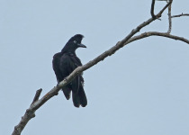 Amazonian Umbrellabird