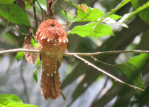 Rufous Potoo