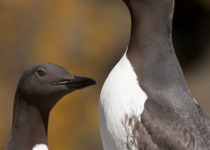 Common Murres