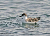 Greater Shearwater