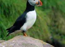 Atlantic Puffin