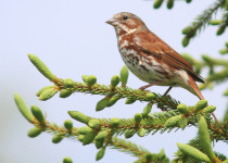 Fox Sparrow