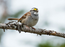 WWhite-throated Sparrow perched on a branch.