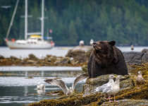 Grizzly and boat © Tom Stoeri