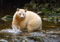 Spirit Bear