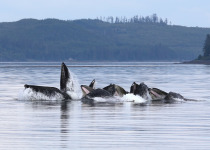 Humpbacks