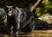 Black Bear