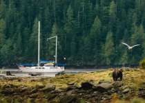 Grizzly and sailboat