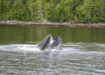 Humpback Bubble-net feeding