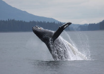 Humpback whale breaching