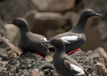 Pigeon Guillemots