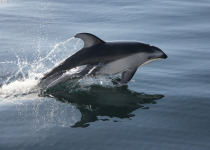 Pacific White Sided Dolphin