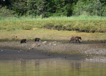 Grizzly bear and cubs in Khutzymateen