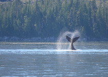 Humpback slapping tail