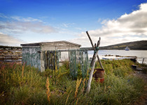 Labrador © Michelle Valberg