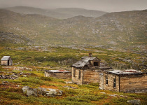 Labrador © Michelle Valberg