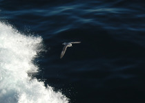 Northern Fulmar © C Gillies