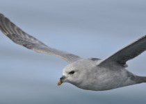 Northern Fulmar