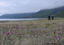 Flowers on the Labrador coast