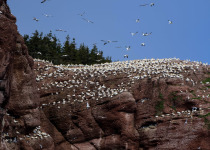 Northern Gannet colony