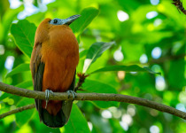 Capuchinbird