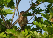 Ferruginous Pygmy Owl