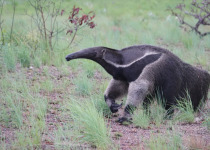 Giant Anteater