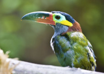 Guianan Toucanet