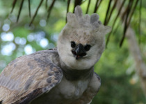 Harpy Eagle