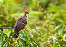 Hoatzin