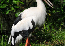 Maguari Stork