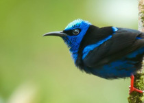 Red-legged-Honeycreeper