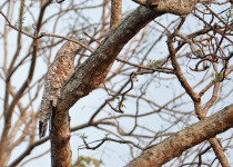 Great Potoo