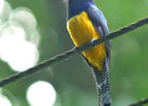 Guianan Trogon