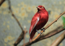 Pompadour Cotinga
